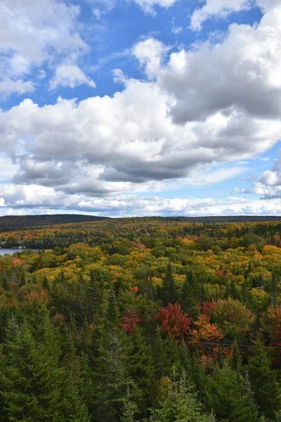 Sonbaharda karışık bir orman, Sainte-Apolline, Quebec, Kanada