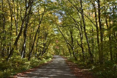 Sonbaharın başlarında bir kır şeridi, Sainte-Apolline, Quebec, Kanada