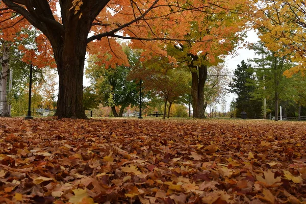 カナダ ケベック州モンマニーの公園の秋のカエデの木 — ストック写真