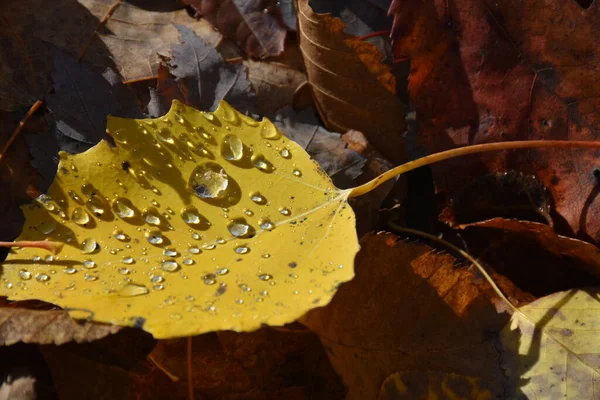 Gocce Acqua Una Foglia Pioppo Tremulo — Foto Stock