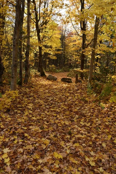Тропа Осенью Сент Обер Квебек Канада — стоковое фото