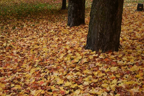 Sebuah Pemakaman Musim Gugur Quebec Kanada — Stok Foto