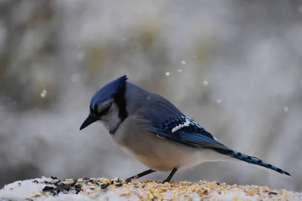 Niebieska Sójka Przy Karmniku Dla Ptaków Sainte Apolline Quebec Kanada — Zdjęcie stockowe