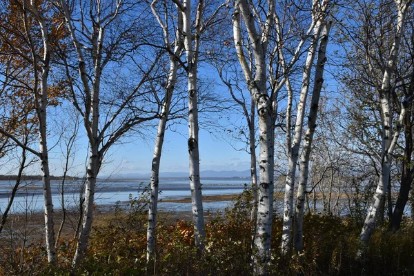 Bouleaux Automne Montmagmy Québec Canada — Photo