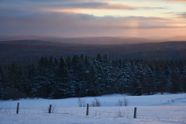Soğuk bir sabah karlı bir orman, Sainte-Apolline, Quebec, Kanada