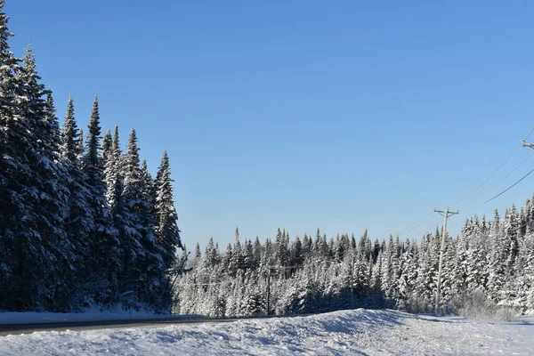 Mavi gökyüzünün altında donmuş bir orman, Quebec, Kanada