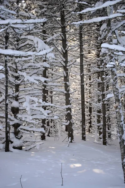 Una Foresta Abeti Rossi Innevati Sainte Apolline Quebec Canada — Foto Stock