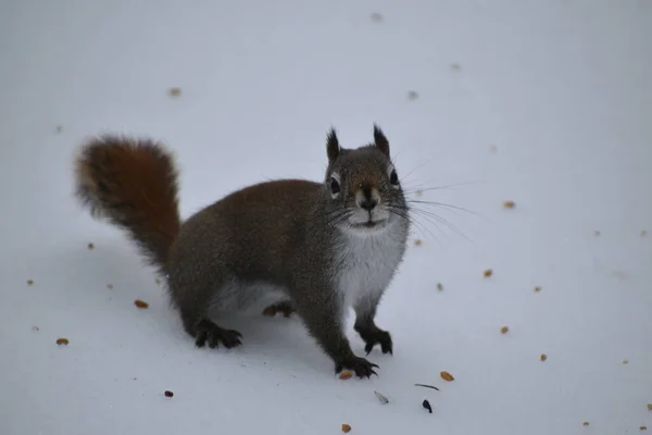 Scoiattolo Rosso Inverno Sainte Apolline Quebec Canada — Foto Stock