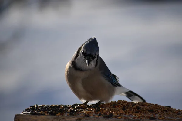 Blue Jay Feeder Sainte Apolline Quebec Canada — Stock Photo, Image