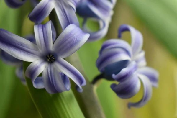 Hyazinthen Blühen Frühling Sainte Apolline Quebec Kanada — Stockfoto