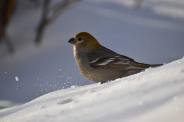 Kışın dişi bir Pine Grosgaga, Sainte Apolline, Quebec, Kanada