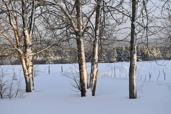 Μια Μέρα Αργά Χειμώνα Sainte Apolline Κεμπέκ Καναδάς — Φωτογραφία Αρχείου