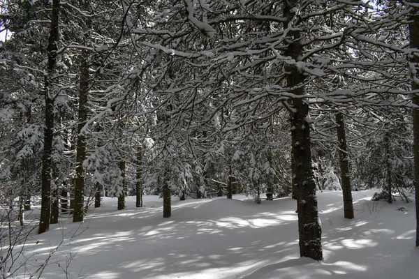 Una Foresta Conifere Inverno Sainte Apolline Quebec Canada — Foto Stock
