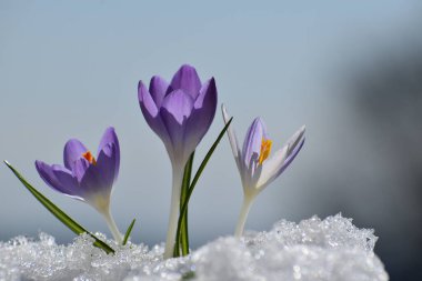 Baharın ilk timsahları, Sainte-Apolline, Quebec, Kanada