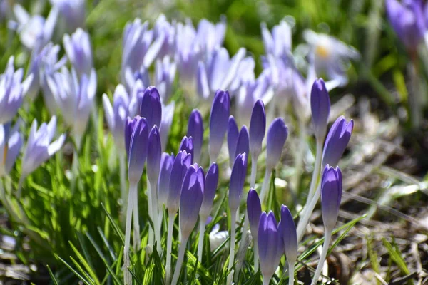 First Crocuses Spring Sainte Apolline Quebec Canada — Stockfoto