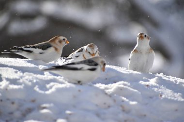 Kışın kar yağışı, Sainte-Apolline, Quebec, Kanada