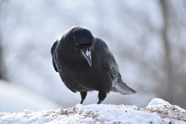Crow Winter Sainte Apolline Quebec Canada — Stock fotografie