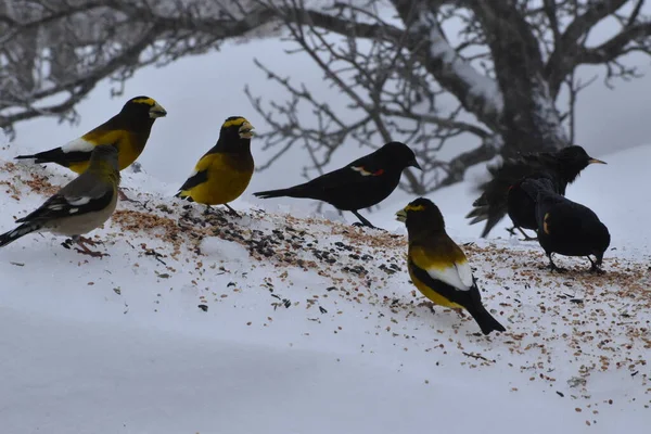 Baharda kuşlar, Sainte-Apolline, Quebec, Kanada