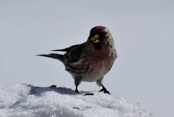 Baharda kızıl saçlı dokumacı, Sainte-Apolline, Quebec, Kanada