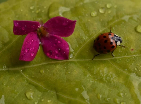 Ladybug Leaf Sainte Apolline Quebec Canada — Zdjęcie stockowe