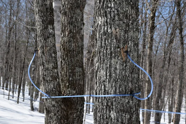 Baharda akçaağaç ağaçları, Sainte-Apolline, Quebec, Kanada