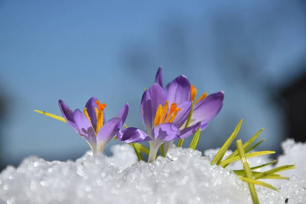 Die Ersten Krokusse Frühling Sainte Apolline Quebec Kanada — Stockfoto