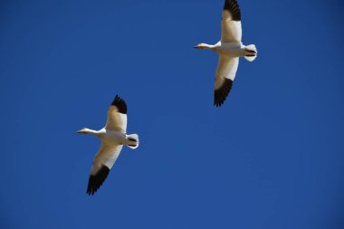Baharda kar kazları, Montmagy, Quebec, Kanada