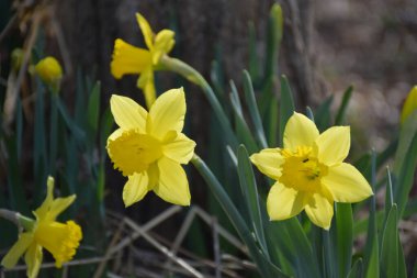 Baharın ilk nergisleri, Sainte-Apolline, Quebec, Kanada