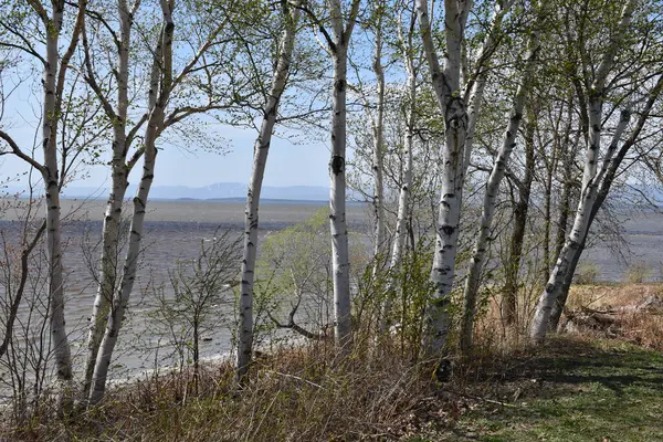 Björkar Längs Floden Montmagmy Quebec Kanada — Stockfoto