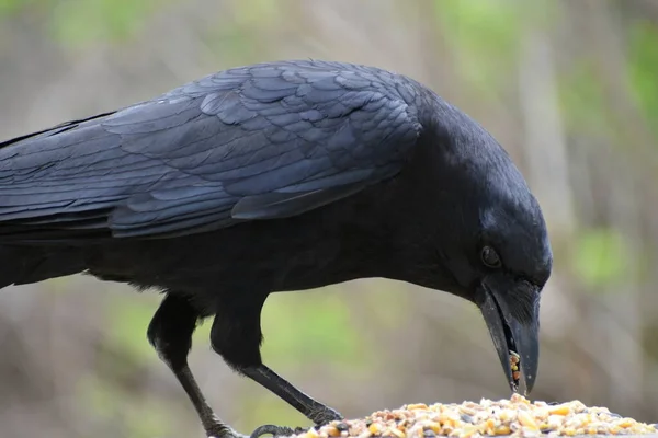 Besleyicide bir karga, Sainte-Apolline, Quebec, Kanada