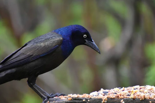 Een Gewone Grackle Aan Feeder Sainte Apolline Quebec Canada — Stockfoto