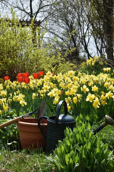 First Flowers Spring Sainte Apolline Quebec Canada — Stock Photo, Image