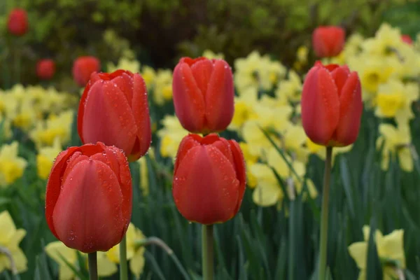 Die Ersten Blüten Frühling Sainte Apolline Quebec Kanada — Stockfoto
