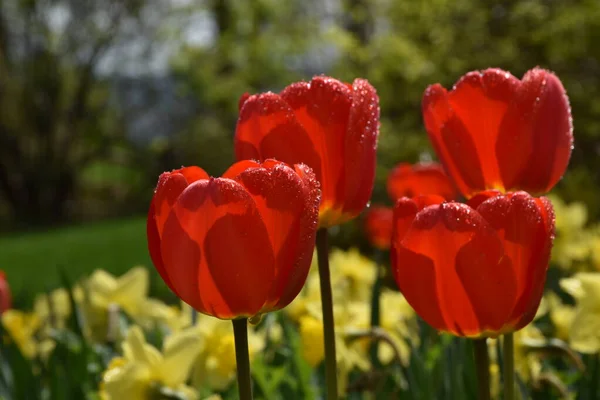Die Ersten Blüten Frühling Sainte Apolline Quebec Kanada — Stockfoto