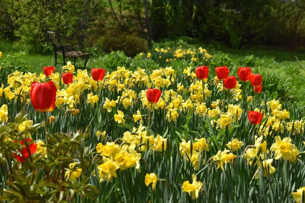Die Ersten Frühlingsblumen Sainte Apolline Quebec Kanada — Stockfoto