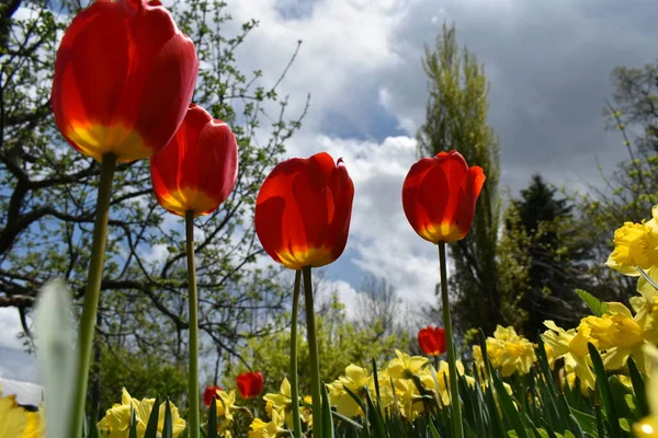 Die Ersten Tulpen Frühling Saint Apolline Quebec Kanada — Stockfoto