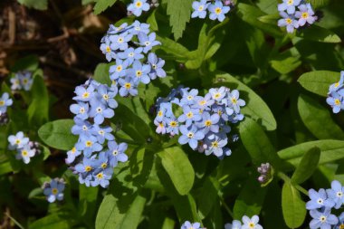 Baharda unutma beni çiçekleri, Sainte-Apolline, Quebec, Kanada