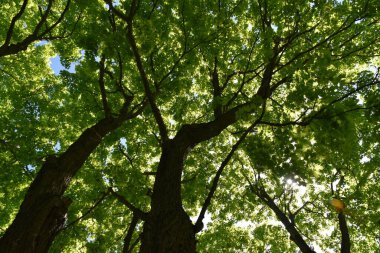 Baharda ağaçlar, Quebec, Kanada