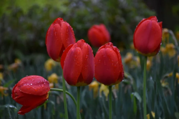 Tulpen Garten Nach Dem Regen Sainte Apolline Quebec Kanada — Stockfoto