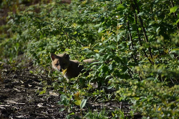 Zorro Primavera Sainte Apolline Quebec Canadá — Foto de Stock