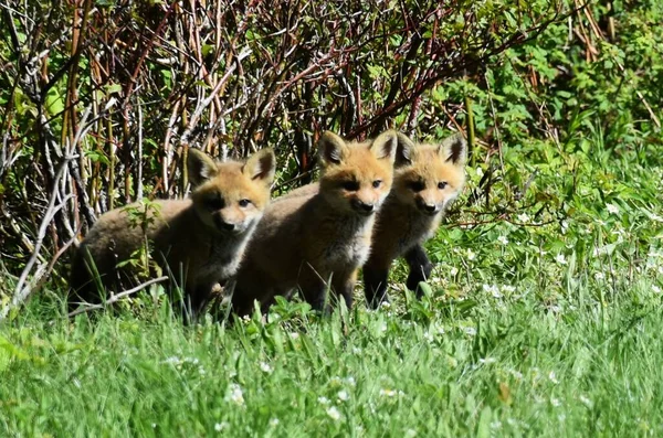 Giovani Volpi Campo Sainte Apolline Quebec Canada — Foto Stock