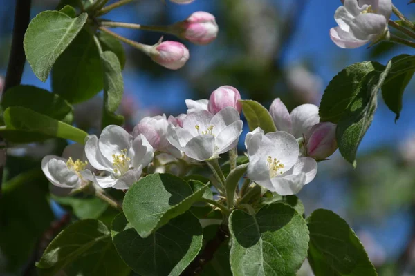 Pommier Fleur Printemps Sainte Apolline Québec Canada — Photo