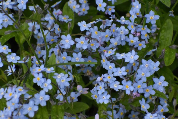 Vergissmeinnicht Blumen Frühling Sainte Apolline Quebec Kanada — Stockfoto