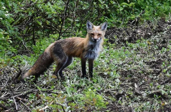 Una Zorra Hembra Campo Sainte Apolline Quebec Canadá —  Fotos de Stock