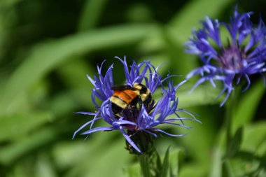 Bir çiçekte yaban arısı, Sainte-Apolline, Quebec, Kanada