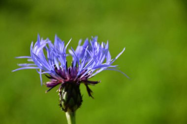 Bahçede bir çiçek, Sainte-Apolline, Quebec, Kanada