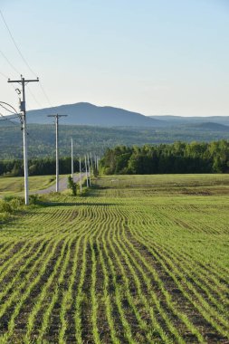 Baharda bir yulaf tarlası, Sainte-Apolline, Quebec, Kanada