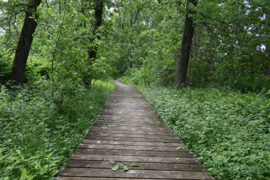 Yazın parkta bir patika, Saint-Michel, Quebec, Kanada