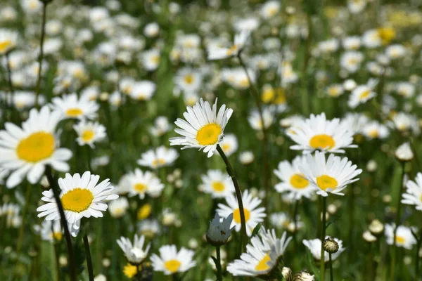 Çiçek açan papatyalar, Sainte-Apolline, Quebec, Kanada