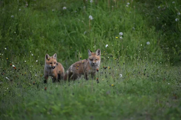 Giovani Volpi Campo Sainte Apolline Quebec Canada — Foto Stock